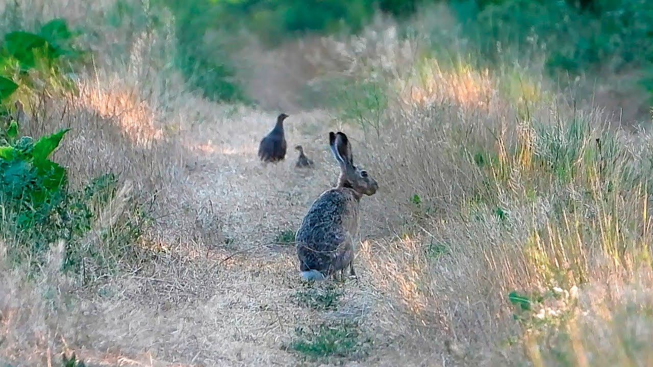 Зайцы на фоне куропаток / Hares on the background of partridges смотреть онлайн