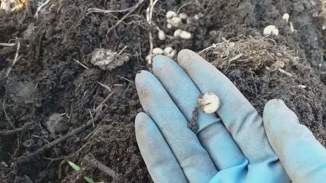 Что это? Личинка майского жука? Личинка медведки? Или наши дачные друзья, бронзовки? смотреть онлайн