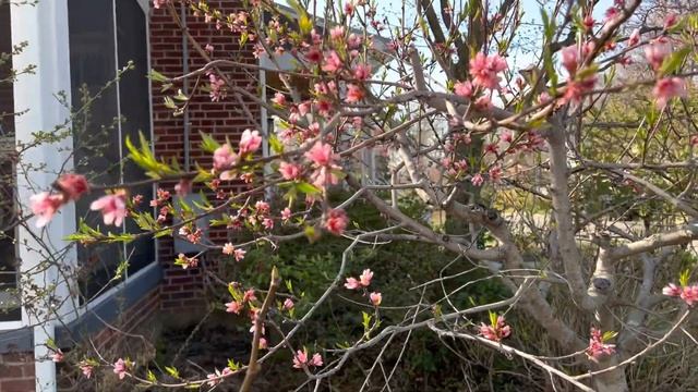 Carmine Jewel sour cherry bloom time in 7A Virginia смотреть онлайн