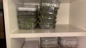 Прижим для микрозелени! Для чего он нужен? Бизнес микрозелень!