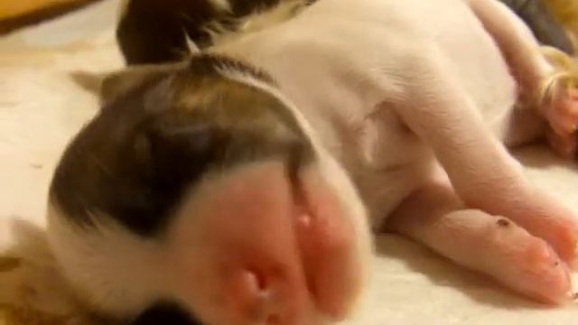 The second day of life FOURTH Chinese crested puppy смотреть онлайн
