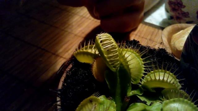 Венерина мухоловка vs Комар смотреть онлайн