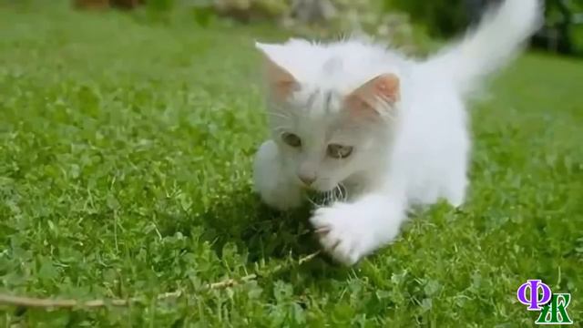 Где же ты был? Я так долго ждала! - Кошка замерла, подняла голову и заголосила. Они плакали вместе… смотреть онлайн