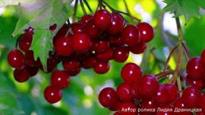 А Калина Красная