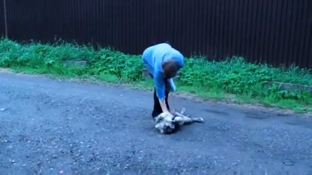 Как правильно играть со щенком смотреть онлайн