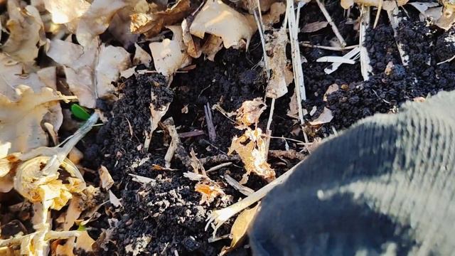 Коп в лесу, на пару часов! 22.04.23г. Поиск монет и старины с Ланой... смотреть онлайн
