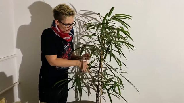 Birkenfeige ( Schmalblättrige Birkenfeige ) umtopfen & schneiden | Ficus umtopfen & schneiden 🌳 смотреть онлайн