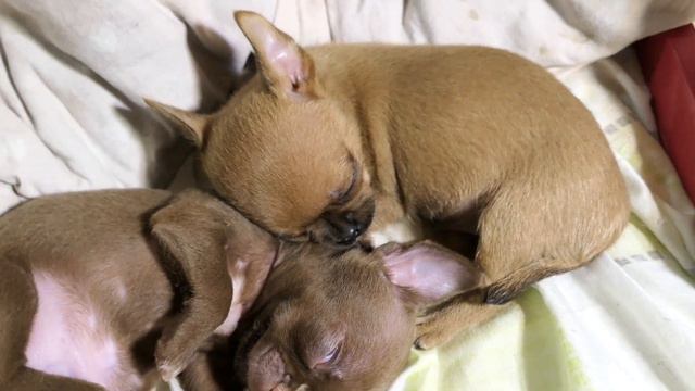 #ЧИХУАХУА_ЩЕНКИ_СЛАДКО_СПЯТ 07/10/2022 #продаю_щенков_чихуа +7 921 595 08 48 смотреть онлайн