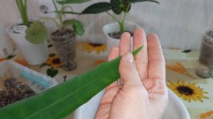 Пересадка алоказий // лечуза