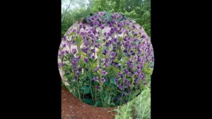 БАПТИЗИЯ  (BAPTISIA)  сем. Бобовые