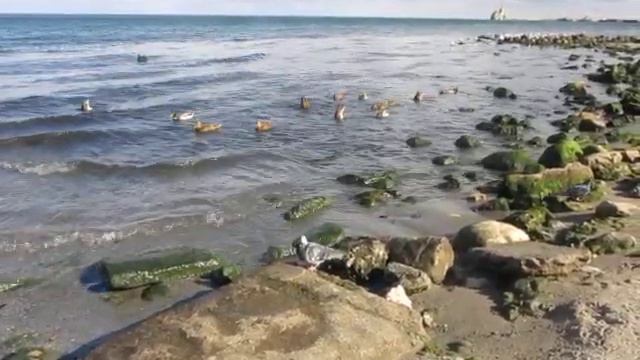 Прогулка у моря по феодосийской набережной Десантников Птицы в море смотреть онлайн