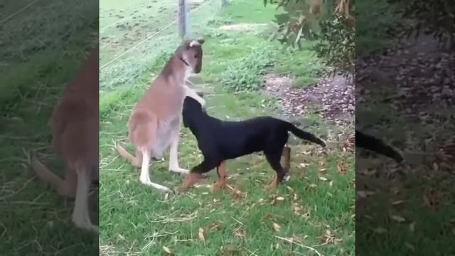 Любовь кенгуру и собакена###?# смотреть онлайн