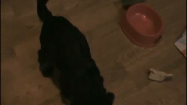 Щенки Цвергшнауцер окрас чёрный с серебром. смотреть онлайн