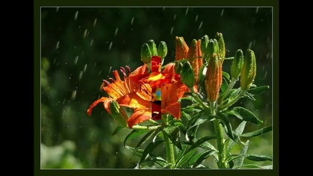 Какие цветы в августе радуют глаз на даче смотреть онлайн