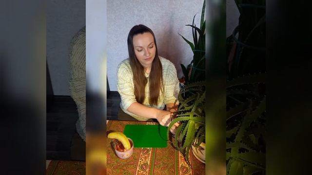 Как вырастить банан в домашних условиях. Проращивание банана. смотреть онлайн