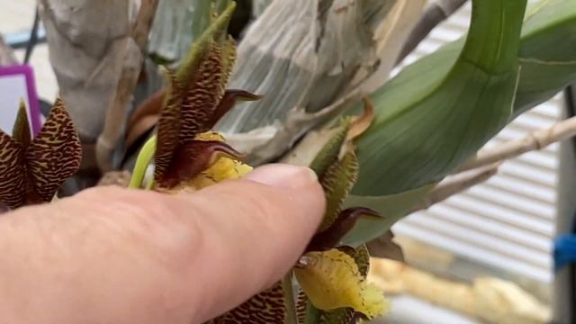 Show & Tell- Catasetum Schunkei; Black Knight