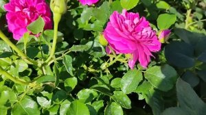 РОЗА. Princess Anne. D. Austin, Принцесса Анна