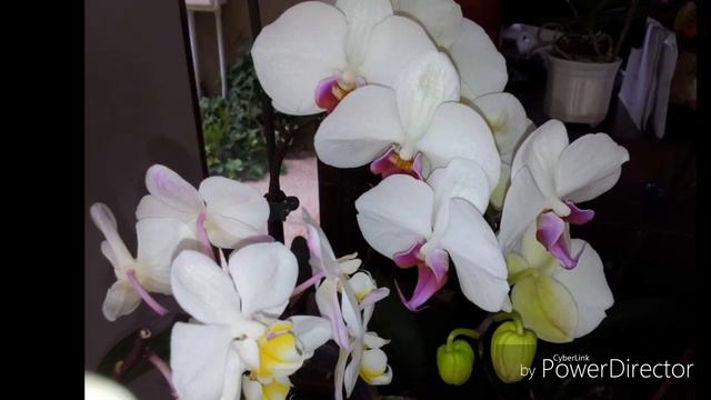 #differentkindsoforchids #phalaenopsis #collectionsoforchids #beautifulpicturesoforchids #orchids смотреть онлайн