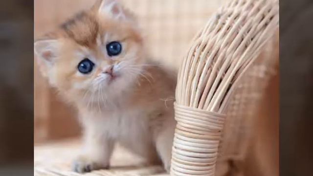 Весёлый,милый котёнок а какой подойдет именно вам. смотреть онлайн