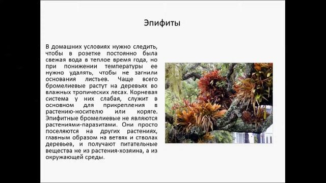 Семейство Bromeliaceae смотреть онлайн