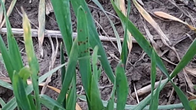 ШОК ! Нас атакуют вредители. Опрыскивание озимой пшеницы. смотреть онлайн