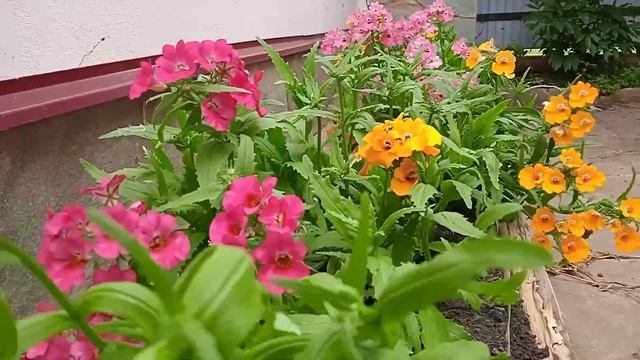 Немезия во всей красе!!! смотреть онлайн