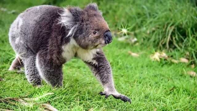 Interesting Facts about Koalas - Animal Videos for Students and School Education смотреть онлайн