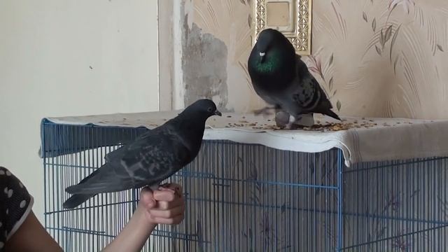 Кабачки отжали квартиру (7 голубей в комнате) смотреть онлайн