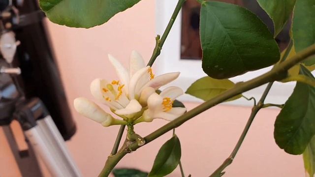 Как Цветет Лимон//Долгожданное Цветение Павловского Лимона???Лимон Мейера тоже в Цветах??? смотреть онлайн