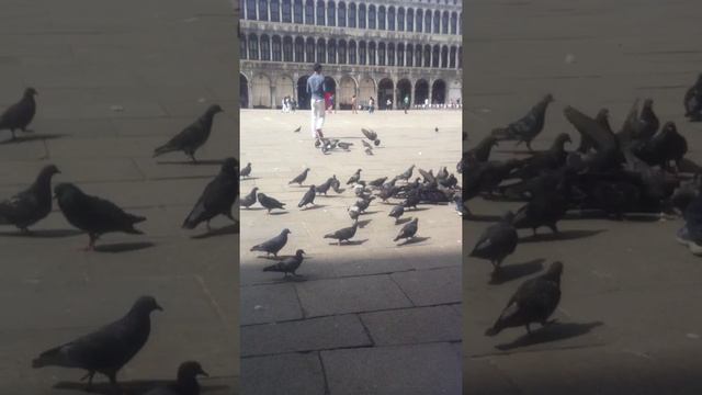 Голуби на Сан Марко смотреть онлайн