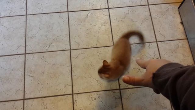 Lord Broccoli 4 смотреть онлайн