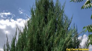 Красивые САДЫ. Пошли по СОСЕДЯМ.#Ландшафтный дизайн своими руками #цветникинепрерывногоцветения#дач