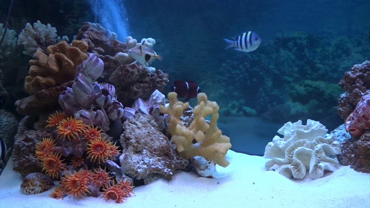 Морское оформление "рыбное море" смотреть онлайн