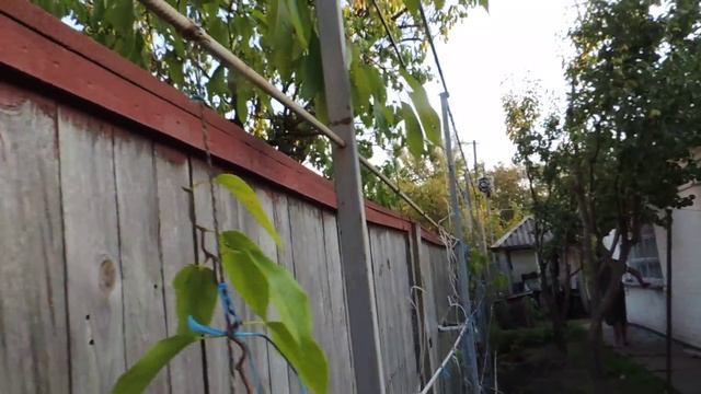 Актинидия моя начальная приктика