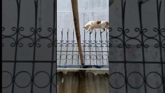 Вижу цель, не вижу препятствий 🐱😮😃 #short #смешное #проживотных #приколы смотреть онлайн