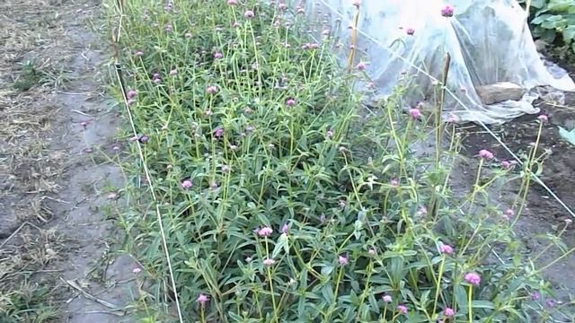 ВЫРАСТИЛА НОВУЮ ГОМФРЕНУ!!! FIREWORKS. Очень редкое растение у цветоводов!!! смотреть онлайн