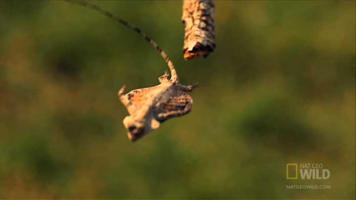 Летающие драконы (лат. Draco)