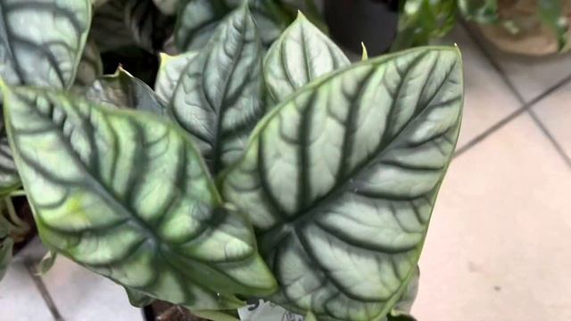 Калла Снежная Королева! Антуриумный Бум!!! смотреть онлайн