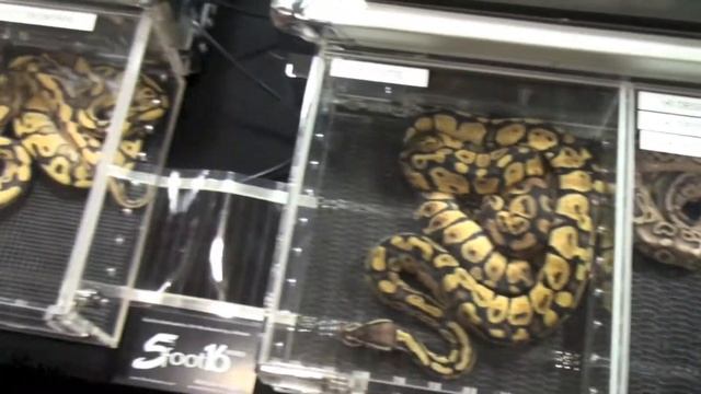 Canadian Reptile Breeders Expo-Ball Python Edition! смотреть онлайн