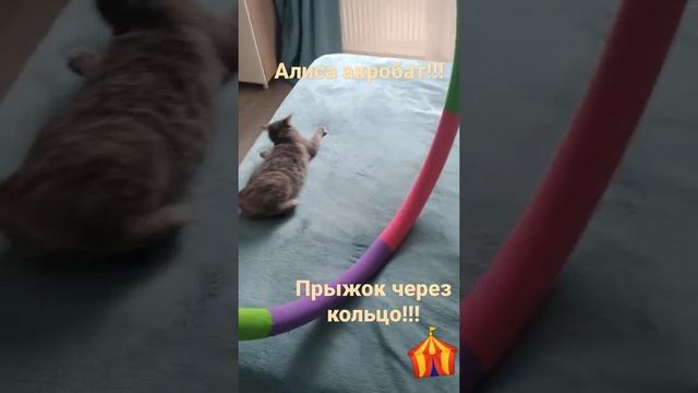ЦИРК. Алиса акробат!!! смотреть онлайн