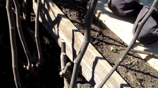 Инжир.Обрезка для формировки горизонтальный кордон. смотреть онлайн