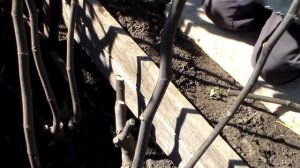 Инжир.Обрезка для формировки горизонтальный кордон.