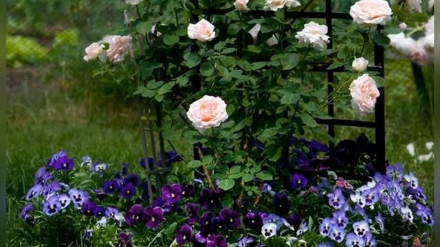 РОЗА В ЛАНДШАФТНОМ ДИЗАЙНЕ? САДОВЫЕ КОМПОЗИЦИИ С РОЗАМИ ? РОЗЫ В САДУ смотреть онлайн