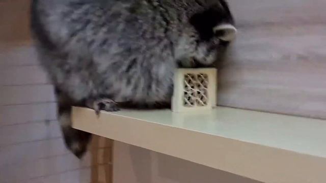 енот Витя открыл замок на шкатулке с орехами смотреть онлайн