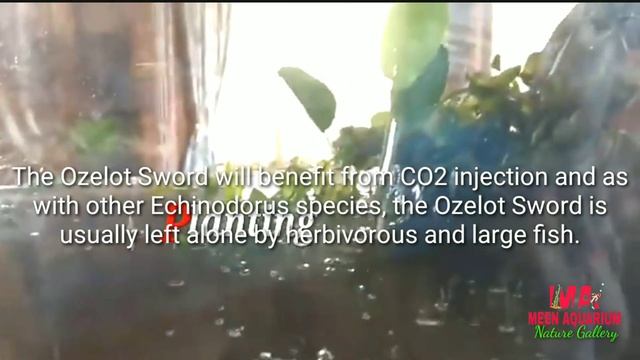 Aquarium Plant Guide| Echinodorus Ozelot- small смотреть онлайн