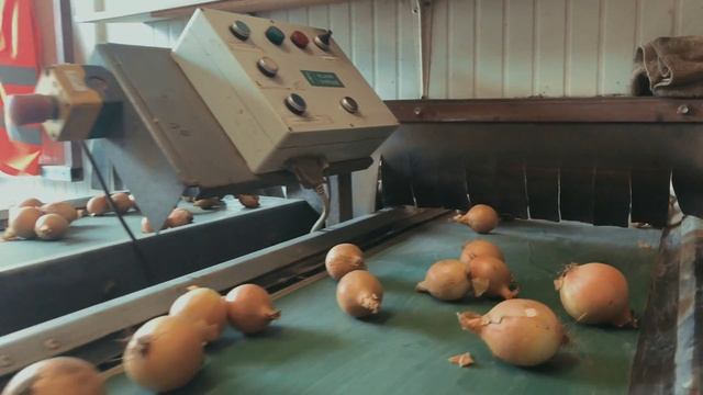 Celebration of onion`s & nivas смотреть онлайн