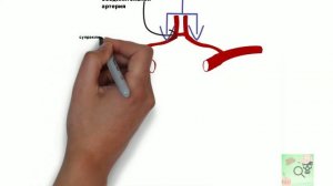 Виллизиев круг