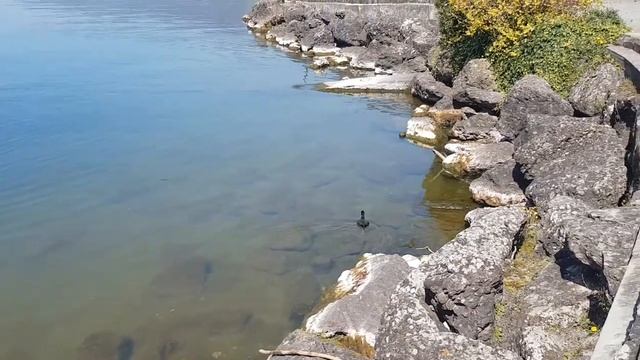 Швейцария Короновирус Цуг Озеро часть1