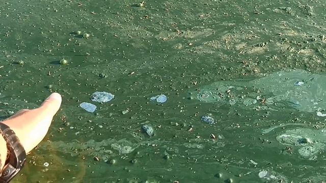 Вода на Волге цветёт полным ходом. Просто жесть ! А мы рыбу ловим ! смотреть онлайн