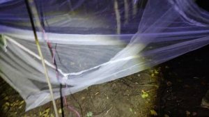 Ловля бабочек на медовик и свет / в Липецке стало очень мало ночных бабочек